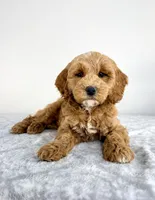 Georgie, a male Miniature Goldendoodle for sale in Indianapolis, IN – 2 of 6