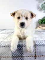 Honey , a female Pomeranian and Toy Australian Shepherd for sale in Indianapolis, IN – Photo 5 of 5