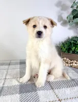 Honey , a female Pomeranian and Toy Australian Shepherd for sale in Indianapolis, IN – Photo 2 of 5