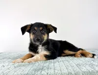 Storm, a female Australian Cattle Dog and German Shepherd Dog for sale in Indianapolis, IN – 5 of 5
