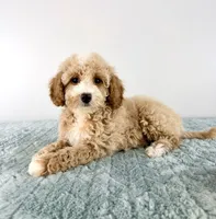 Coconut, a female Cavapoo for sale in Indianapolis, IN – 1 of 5