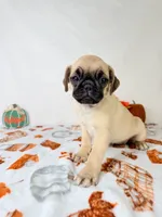 Petunia, a female Pug for sale in Indianapolis, IN – 3 of 7