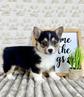 Lizzie, a female Pembroke Welsh Corgi for sale in Indianapolis, IN – Photo 3 of 3