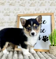 Lizzie, a female Pembroke Welsh Corgi for sale in Indianapolis, IN – Photo 2 of 3