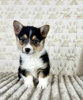 Lizzie, a female Pembroke Welsh Corgi for sale in Indianapolis, IN – Photo 1 of 3
