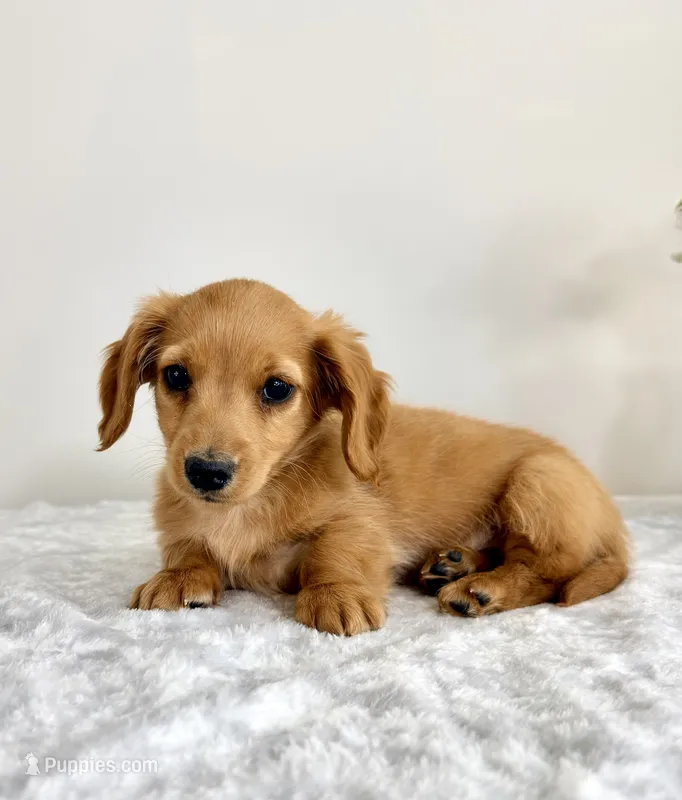 AKC Dexter – Miniature Dachshund puppy for sale in Indianapolis, IN