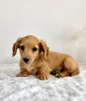 AKC Dexter, a male Miniature Dachshund for sale in Indianapolis, IN – 1 of 6