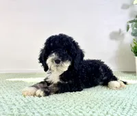 Salem, a female Miniature Bernedoodle for sale in Indianapolis, IN – 3 of 5