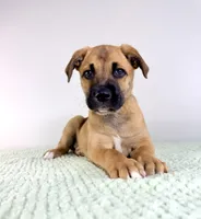 Diesel, a male Border Collie and Cane Corso for sale in Indianapolis, IN – 4 of 6