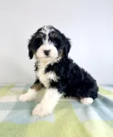 Bonnie, a female Miniature Bernedoodle for sale in Indianapolis, IN – 4 of 4
