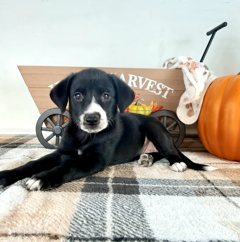 Hazel – Border Collie puppy for sale in Indianapolis, IN