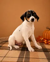 Tod, a male Rat Terrier and Doberman Pinscher for sale in Indianapolis, IN – 4 of 4