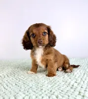 AKC Delilah, a female Miniature Dachshund for sale in Indianapolis, IN – 5 of 5