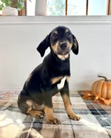 Duke, a male Doberman Pinscher for sale in Indianapolis, IN – 3 of 6