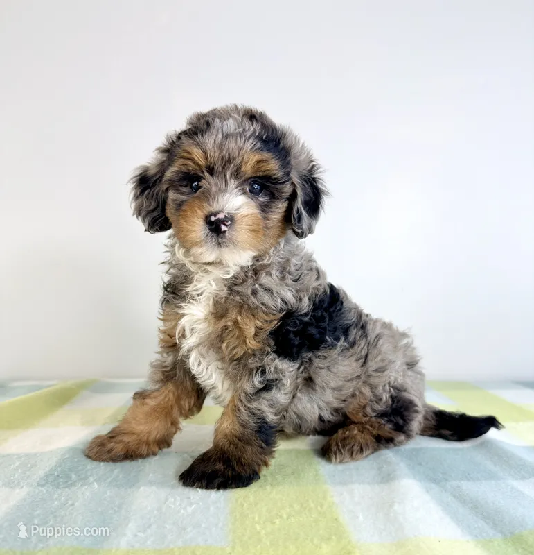 Hamm – Miniature Bernedoodle puppy for sale in Indianapolis, IN