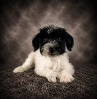 AKC Skye, a female Miniature Schnauzer for sale in Indianapolis, IN – 3 of 4