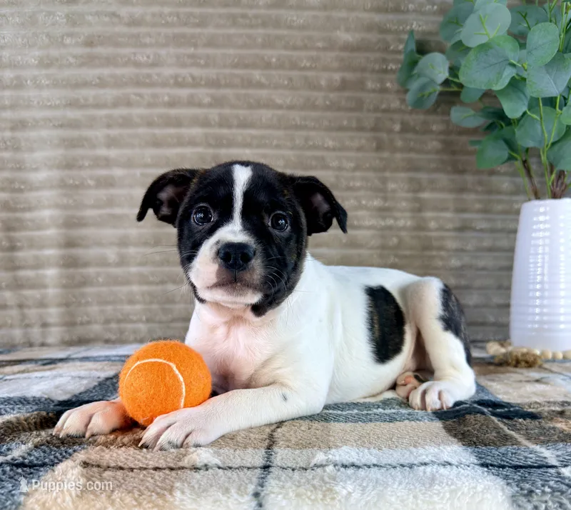 Rafael – Boston Terrier, Rat Terrier puppy for sale in Indianapolis, IN