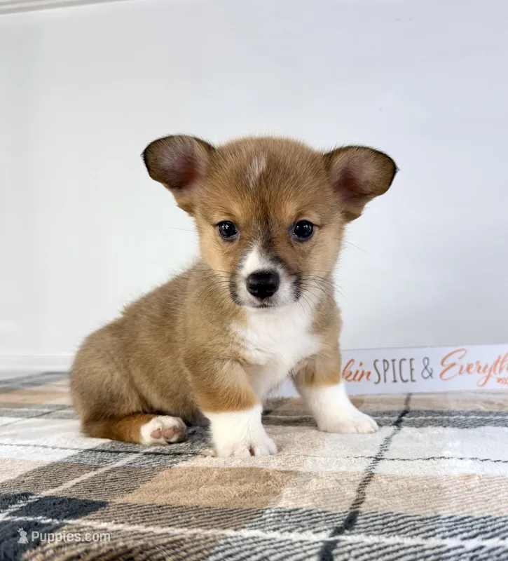 CKC MJ – Pembroke Welsh Corgi puppy for sale in Indianapolis, IN