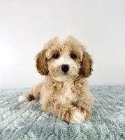 Coconut, a female Cavapoo for sale in Indianapolis, IN – 3 of 5