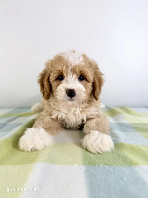 Woody – Miniature Bernedoodle puppy for sale in Indianapolis, IN