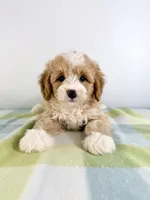 Woody, a male Miniature Bernedoodle for sale in Indianapolis, IN – 1 of 5