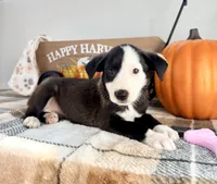 Honey, a female Border Collie for sale in Indianapolis, IN – 4 of 5