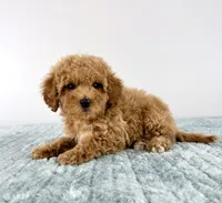 Maple, a female Cavapoo for sale in Indianapolis, IN – 5 of 6