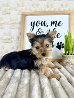 Delilah, a male Yorkshire Terrier for sale in Indianapolis, IN – Photo 4 of 4