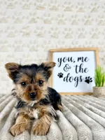Delilah, a male Yorkshire Terrier for sale in Indianapolis, IN – Photo 3 of 4