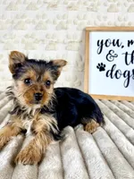 Delilah, a male Yorkshire Terrier for sale in Indianapolis, IN – Photo 1 of 4