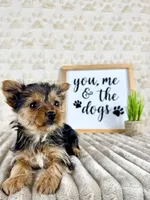 Delilah, a male Yorkshire Terrier for sale in Indianapolis, IN – Photo 2 of 4