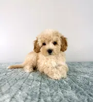 Pudding, a female Cavapoo for sale in Indianapolis, IN – 4 of 5