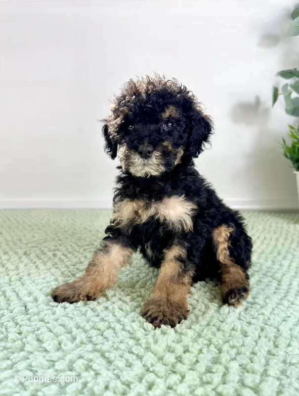Sabrina – Miniature Bernedoodle puppy for sale in Indianapolis, IN