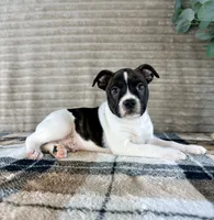 Donatello, a male Boston Terrier and Rat Terrier for sale in Indianapolis, IN – 3 of 5