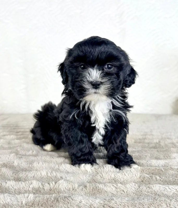 Spade – Shihpoo puppy for sale in Indianapolis, IN