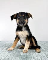 Storm, a female Australian Cattle Dog and German Shepherd Dog for sale in Indianapolis, IN – 4 of 5