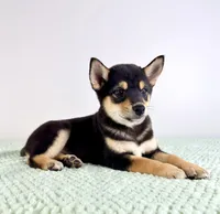 Mushu, a male Shiba Inu for sale in Indianapolis, IN – 2 of 7