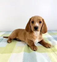 Oakley, a female Pembroke Welsh Corgi and Miniature Dachshund for sale in Indianapolis, IN – 3 of 5