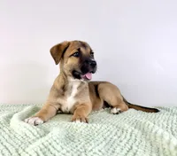 Mack, a male Border Collie and Cane Corso for sale in Indianapolis, IN – 5 of 6
