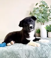 Bastian, a male German Shepherd Dog and Siberian Husky for sale in Indianapolis, IN – Photo 1 of 5