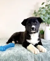 Bastian, a male German Shepherd Dog and Siberian Husky for sale in Indianapolis, IN – Photo 5 of 5