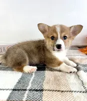 CKC Rio, a male Pembroke Welsh Corgi for sale in Indianapolis, IN – 2 of 5
