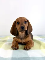 Olive, a female Pembroke Welsh Corgi and Miniature Dachshund for sale in Indianapolis, IN – 4 of 6