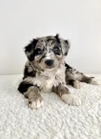 Cookie, a female Aussiedoodle for sale in Indianapolis, IN – 3 of 5