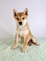 Lucy, a female Shiba Inu for sale in Indianapolis, IN – 5 of 5