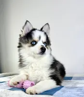 Frost, a female Pomsky for sale in Indianapolis, IN – Photo 3 of 6