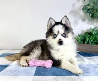 Frost, a female Pomsky for sale in Indianapolis, IN – Photo 4 of 6
