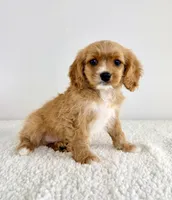 Charlie, a male Cavapoo for sale in Indianapolis, IN – 4 of 5