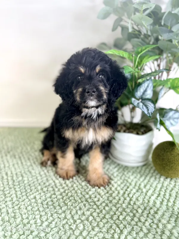 Dobby – Miniature Bernedoodle puppy for sale in Indianapolis, IN