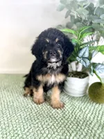 Dobby, a male Miniature Bernedoodle for sale in Indianapolis, IN – 1 of 7